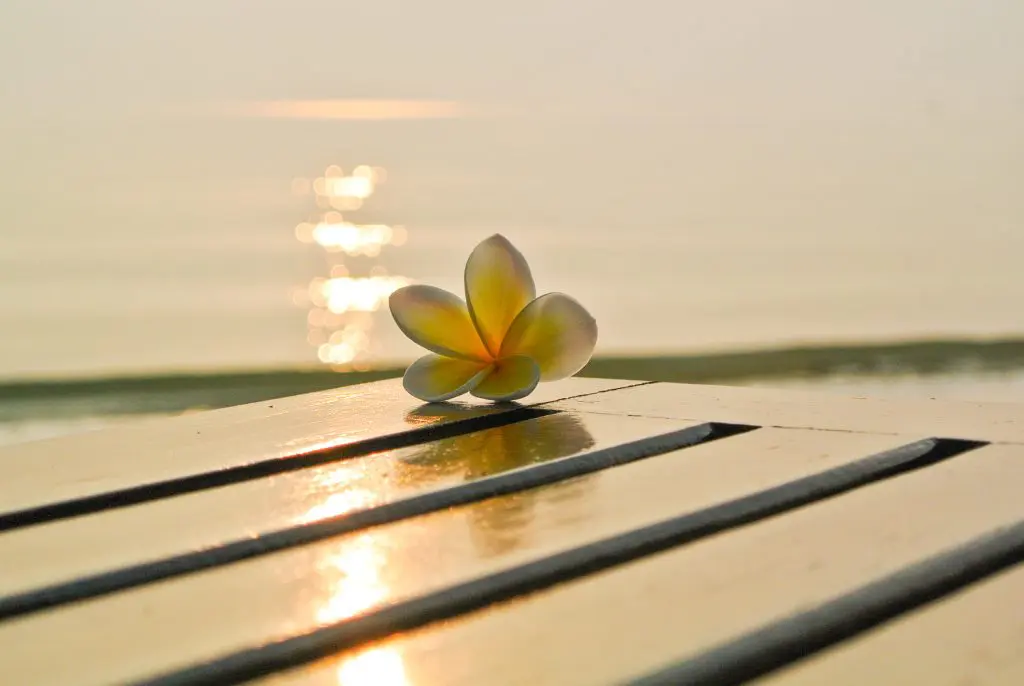 A plumeria situated at the edge of a wooden bench at sunset