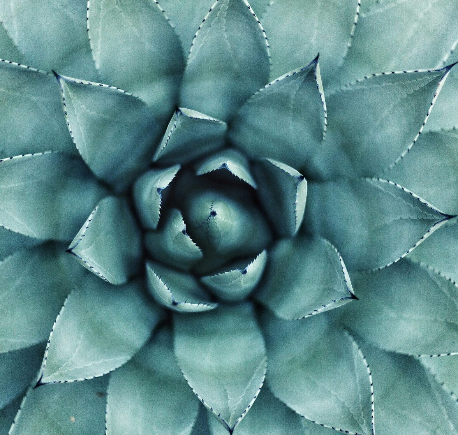 A top view of a succulent plant