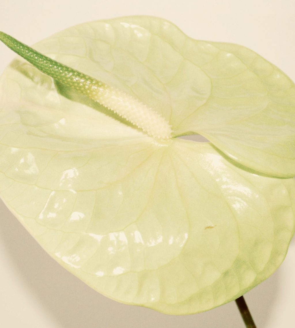 A white anthurium