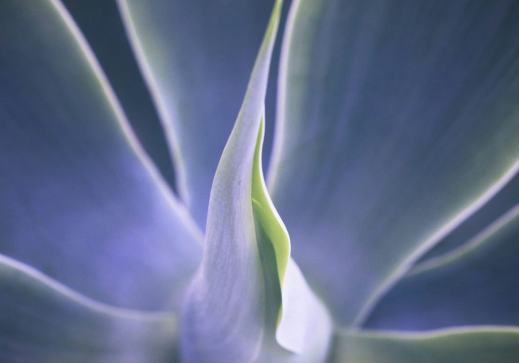 A close up to a succulent's core